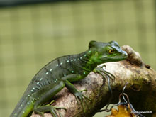 Lézard Jésus-Christ - Costa Rica